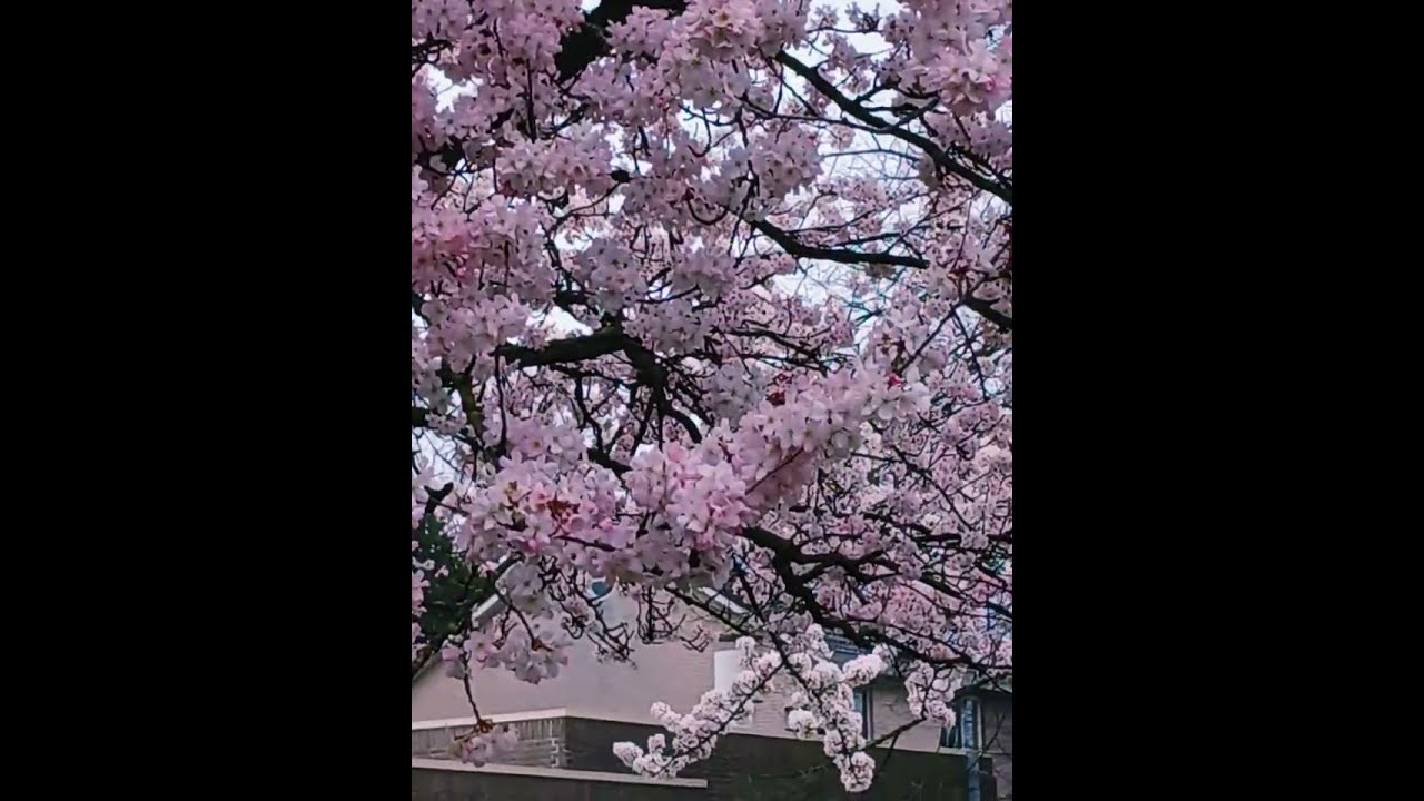 These AMAZING CHERRY BLOSSOMS stay blooming despite the rain cold & gloomy weather!