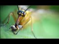 Mundwerkzeuge der Skorpionsfliege  Scorpionfly macro &amp; slow motion
