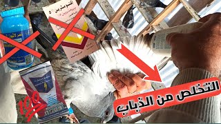 التخلص من الذباب(الفاش) في فصل الشتاء بدون حما الحمام الزاجل