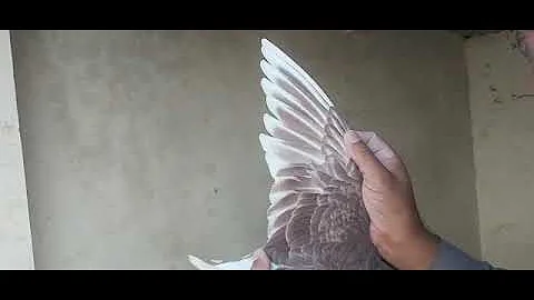 Top quality red Fox Racer pigeon