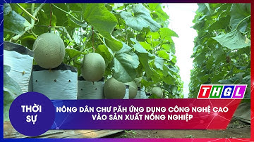 NÔNG DÂN CHƯ PĂH ỨNG DỤNG CÔNG NGHỆ CAO VÀO SẢN XUẤT NÔNG NGHIỆP