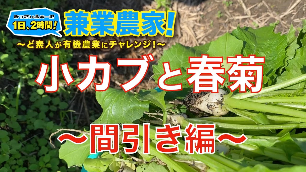 野菜栽培副業 小カブと春菊の間引きでいっぱい抜きすぎた 農業初心者が有機農業にチャレンジ 11 03 Youtube