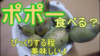 田舎暮らしの主婦シリーズ 珍しくておいしい果物 ポーポー ポポー の食べ方 Youtube