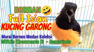 Bordan Full Isian Kucing Garong | Murai Borneo Medan Koleksi Om MVklis Kicaumania RI Samarinda