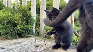 Cute Little Kitten Says Everything Is A Toy!