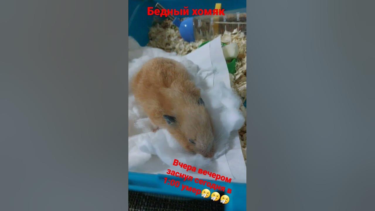 хомяк умер - YouTube