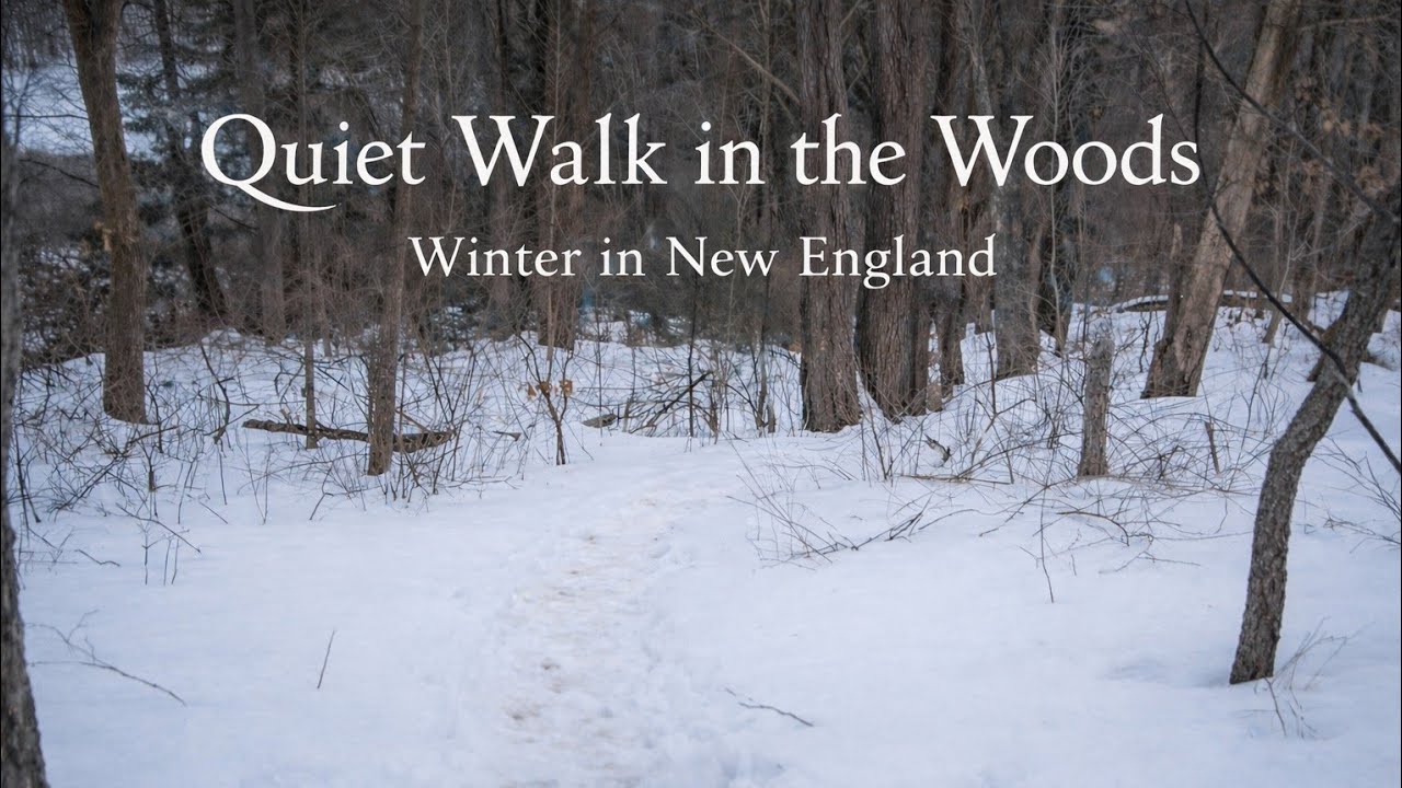 Winter Afternoon Walk in the Snowy Woods ❄️ | Winter Forest Ambience 