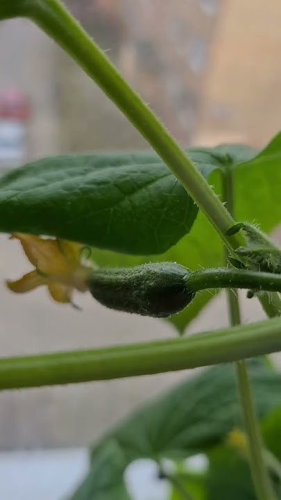 Апрельский огурчик🥒😍 #огурцы #рассада #огурчик #cucumber - YouTube