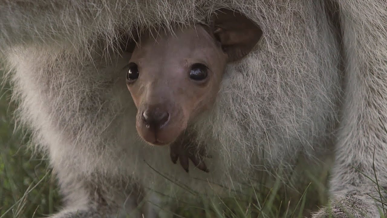 Hairless Wallaby Joey sees the world for the first time!