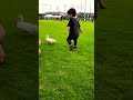 Duck so cute pet #duck #gachua #cute #birds #goose #funny #duckshorts #animals #callduck #mypetdn
