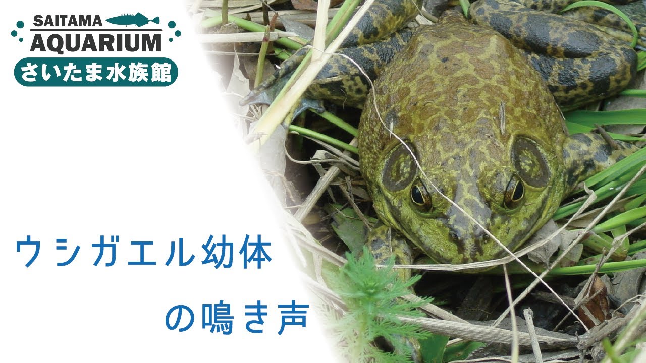 ウシガエル幼体の鳴き声 - YouTube
