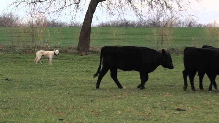 DVD#04 Working Cattle Promo