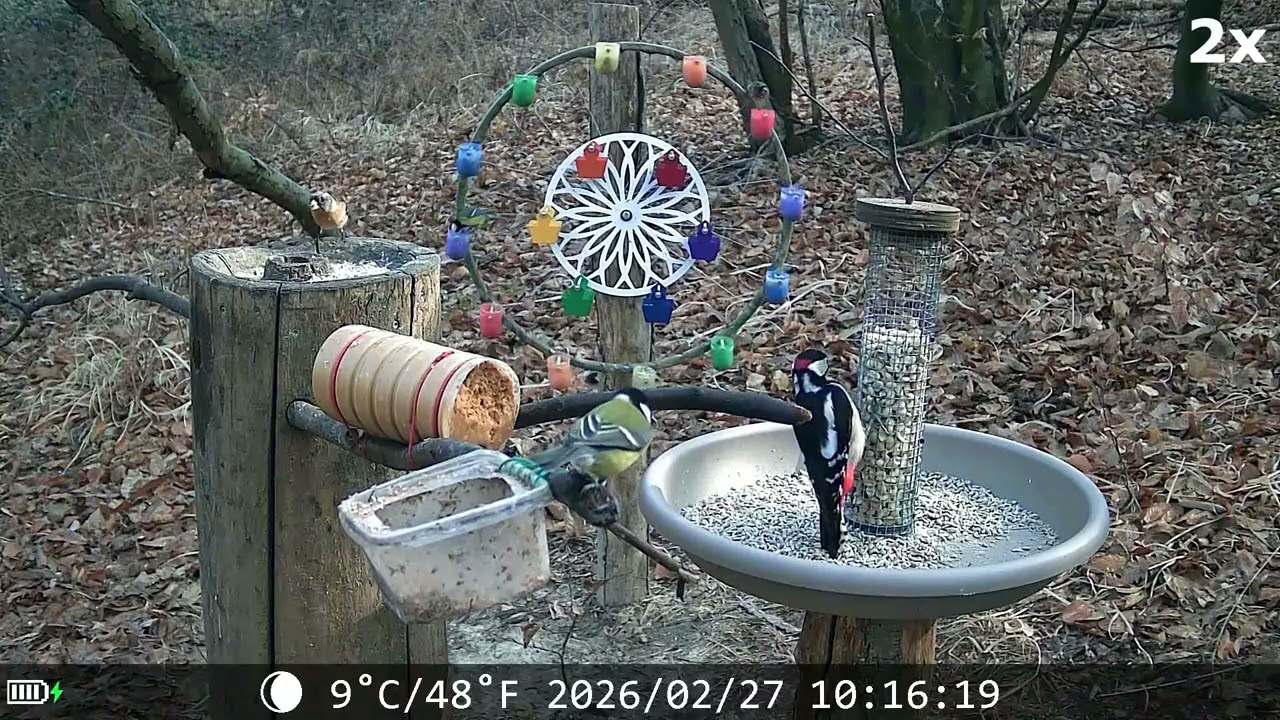 20260227 POSATOIO - BIRD FEEDER