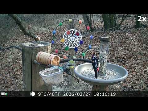 20260227 POSATOIO - BIRD FEEDER