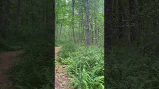 The Sounds of Worthington State Forest #outdoors #youtubeshorts #forest #tree #birds #asmr #wow