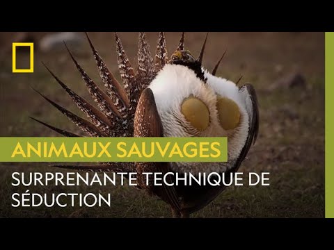 Le Drôle De Talent Du Tétras Des Armoises 