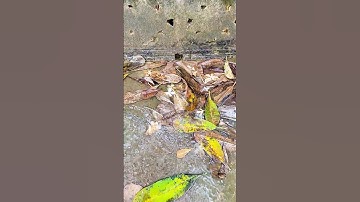 Remove Blockages from Your Culvert Pipe #shorts #unclog #satisfying