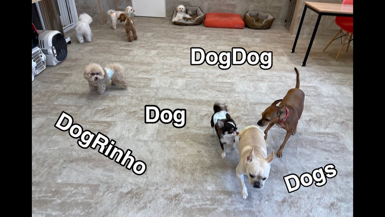 Dog daycare in Japan 犬の保育園ドッグリーニョDogRinho 20230318 YouTube
