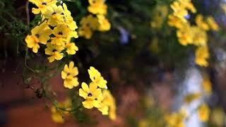 Background Video Bunga Kuning Sinematik | Yellow Flower