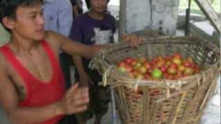 tomato challenge