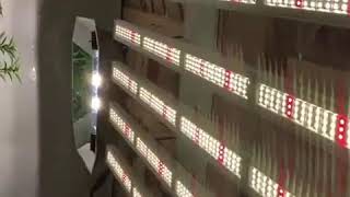 Grown under SunPlix LED Grow Light