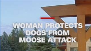 Woman protects dogs from moose attack