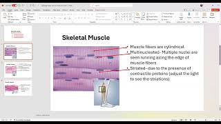 Ex-5 Histology of Muscular tissue explained by Dr.K