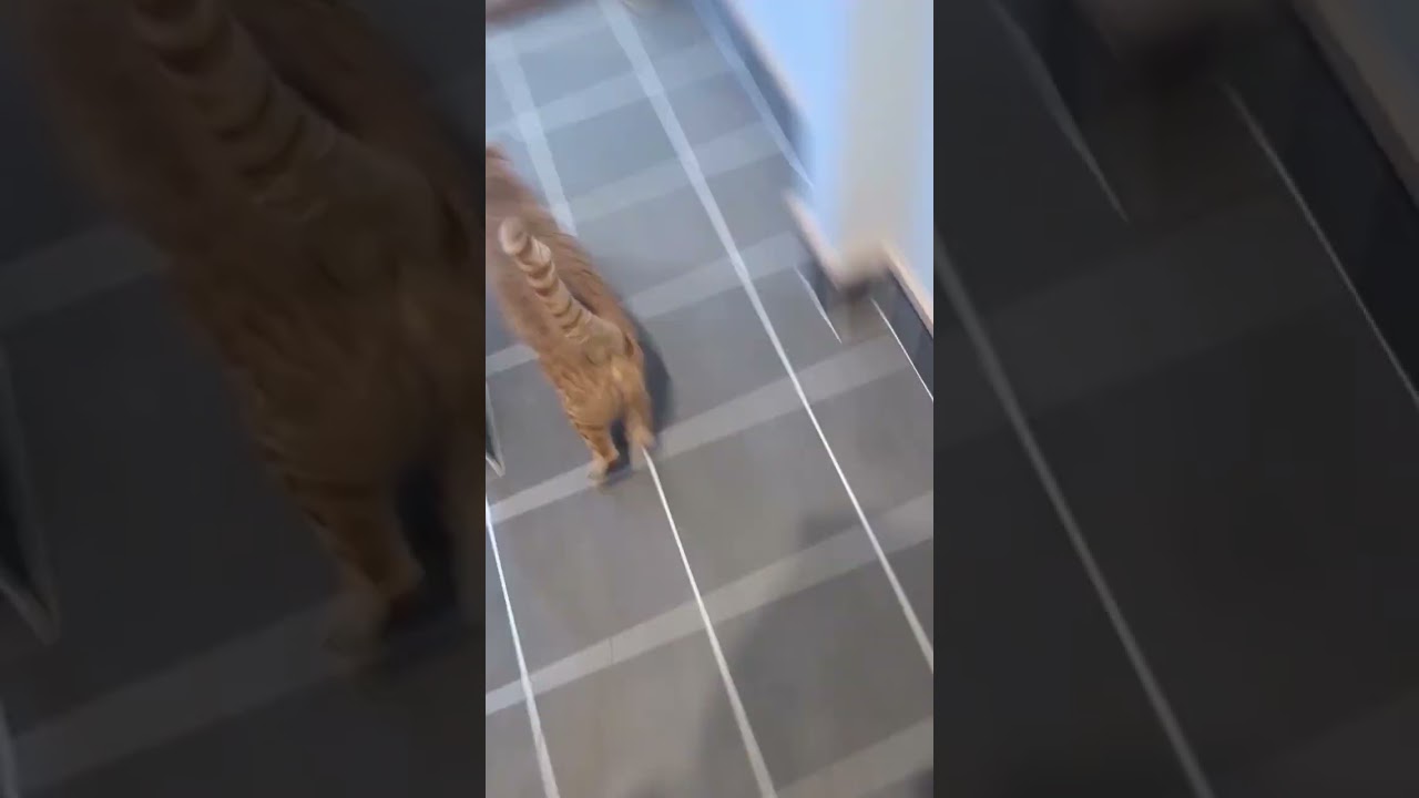 旦那を見送った後のルーティン　#shorts #猫のいる暮らし