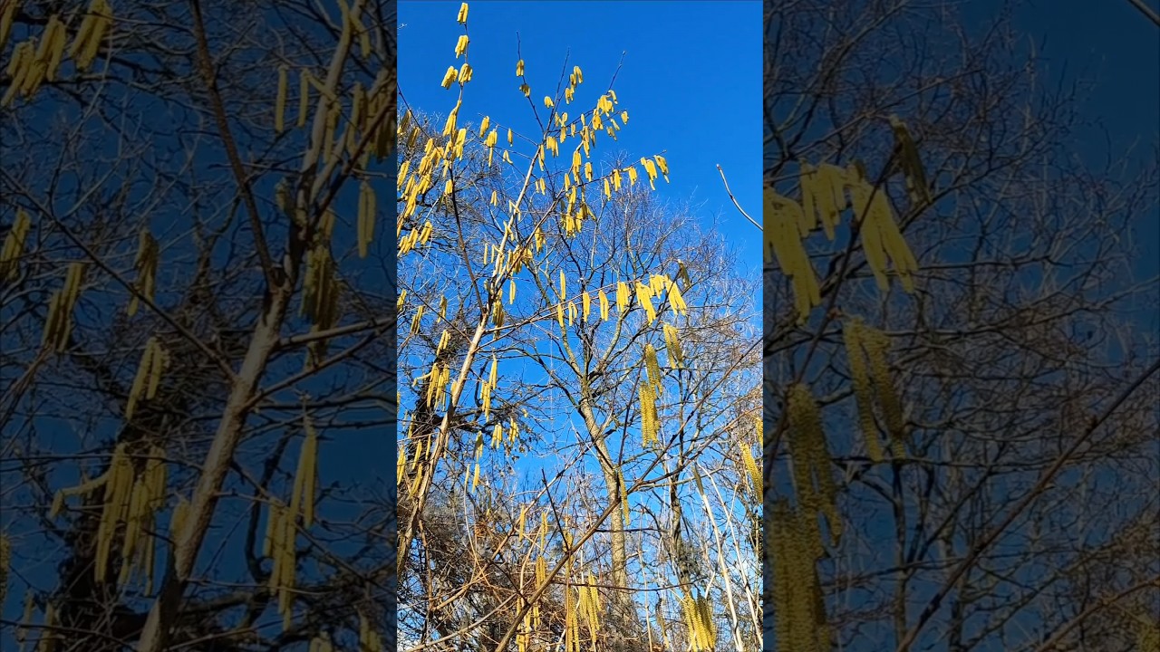 FEBRUARY -  SLOVAKIA - THE BEAUTY OF THE NATURE 