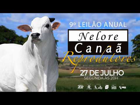 LOTE 33   NFHC 2926