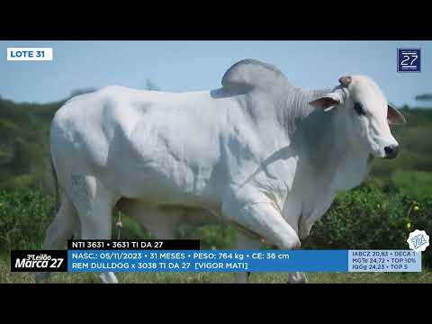 LOTE 31 - NTI 3631