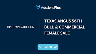 AuctionsPlus | Texas Angus 56th Bull & Commercial Female Sale