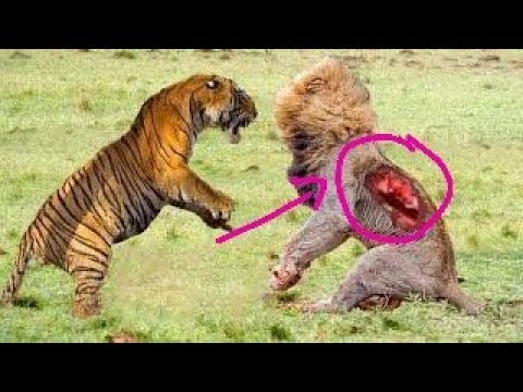 Кто победил лев или тигр. Лев против тигра реальные битвы. Тигр vs Лев. Лев сильнее тигра.