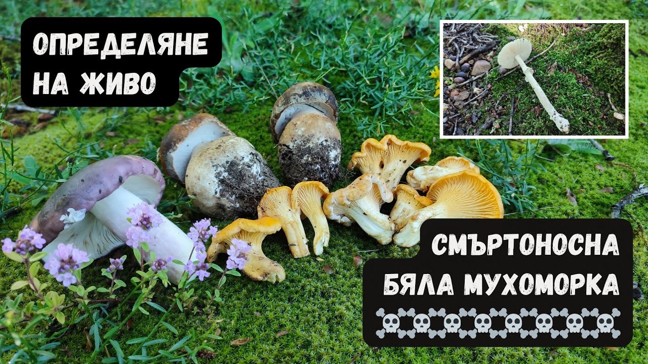 Бяла леплива мухоморка. Определяне на живо!