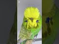 البادجي الإنجليزي صاحب راس ذهبي للمربي البحريني فيصل العازمي