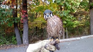 Belly Dance by Kestrel | Incredible head stabalization by Kestrel Falcon