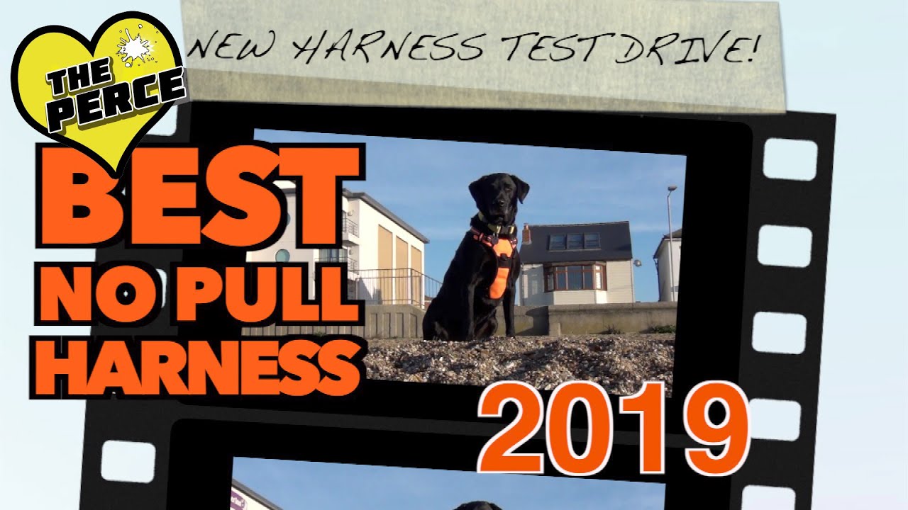 The Best Dog Harness Ever. Our dog tries out the Rabbitgoo No Pull Harness