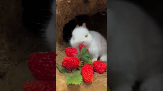 Rabbit and strawberries . A beautiful moment #878 - #shorts