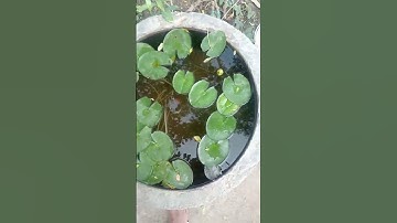 Thumbnail of Water lily flower 🌹🌺#music #song #lyrics #pop #cover #plants #lotus #gupp#waterlily #music