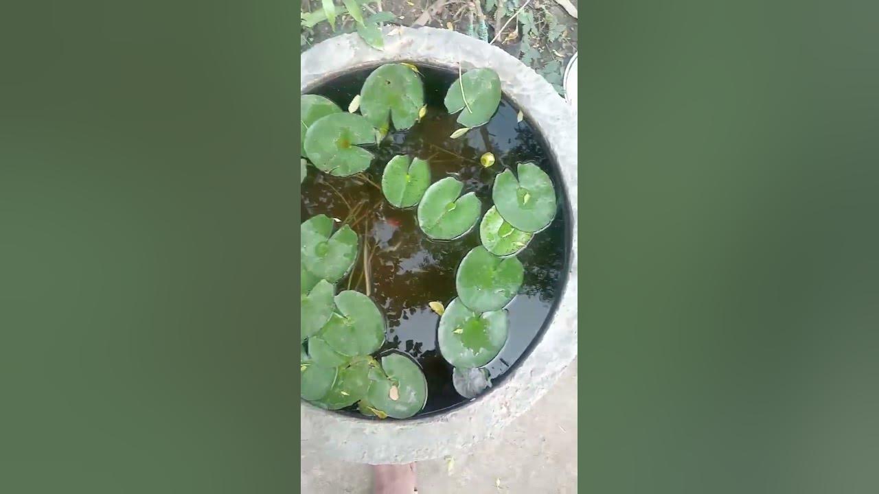 Water lily flower 🌹🌺#music #song #lyrics #pop #cover #plants #lotus #gupp#waterlily #music