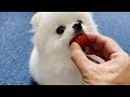 初めてトマトを食べたポメラニアンがこうなりました