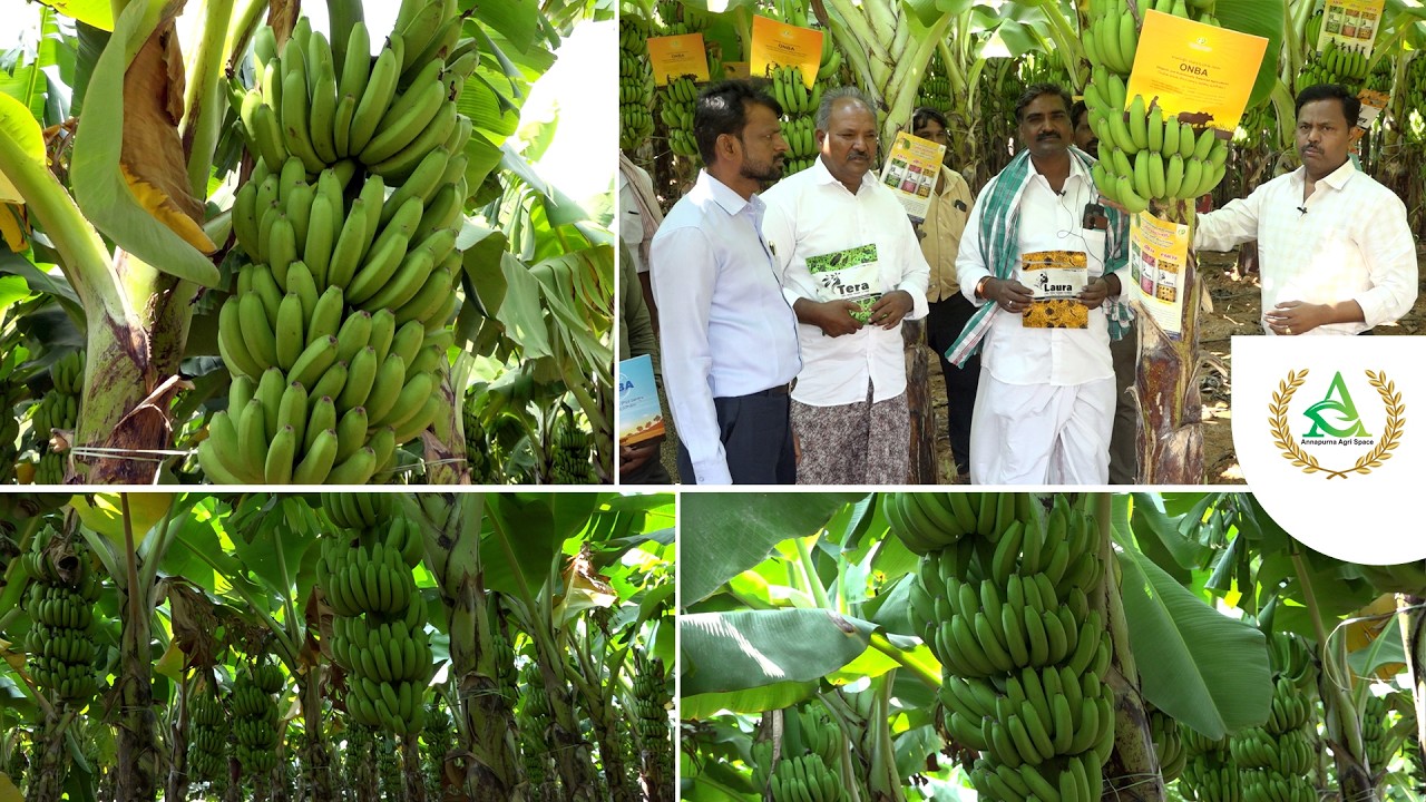 ONBA పద్ధతిలో అరటి పంటలో అధిక దిగుబడి | Annapurna agri space | Prathibha biotech