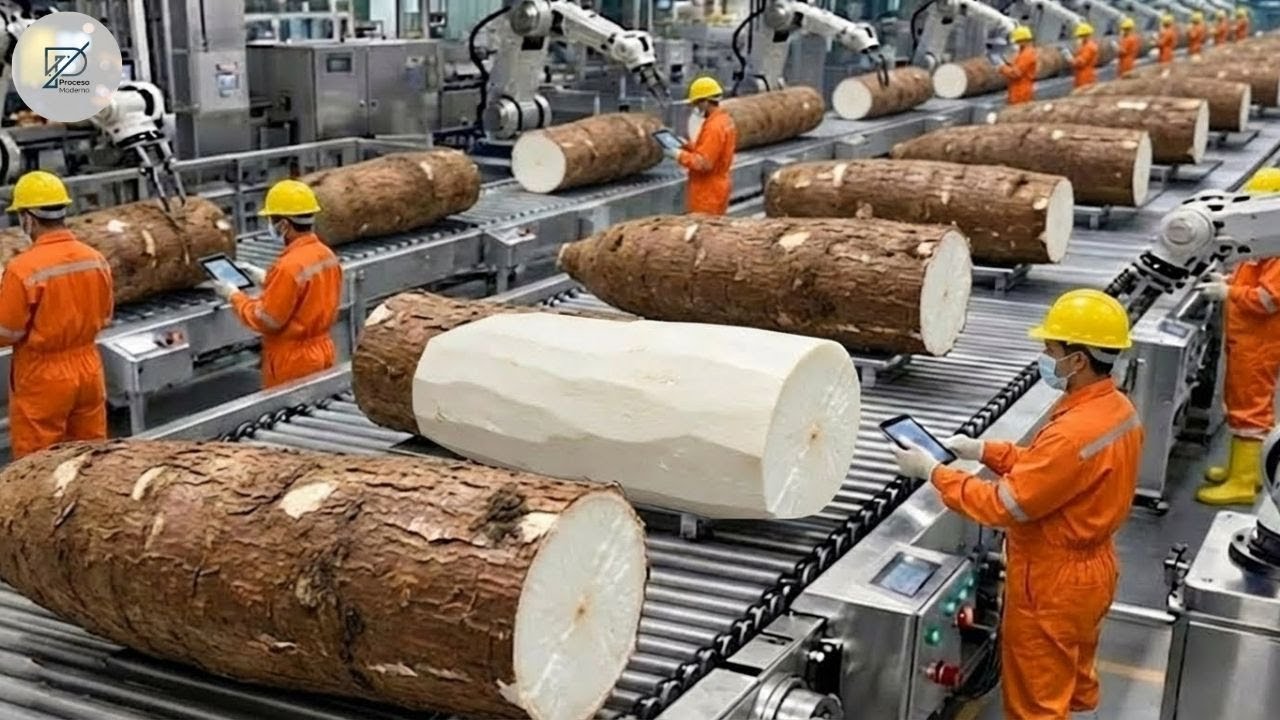 Dentro de una fábrica moderna de yuca de la raíz fresca al almidón en tu mesa