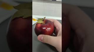 Is this the simulation breaking down #funny #apple #simulation #memes