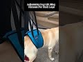 Adjustable Dog Lift Sling Harness For Back Legs Pet Support Sling Help Weak Legs Stand Up