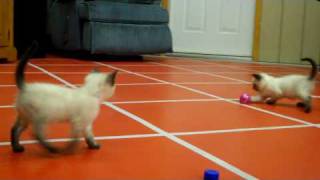 Team Siamese Soccer Game screenshot 4