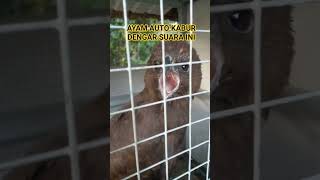 Suara Yang Menakutkan Ayam