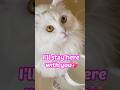 You can cry - l&rsquo;m on your side💖【猫動画】 #shorts #cat #catlovers #kindness #happy