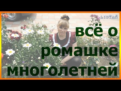 Всё о РОМАШКЕ МНОГОЛЕТНЕЙ посадка выращивание уход вредители болезни подкормка размножение ромашки