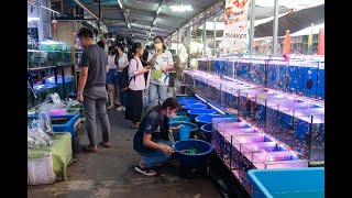 [4K] Bangkok largest aquarium fish market at Chatuchak Fish market